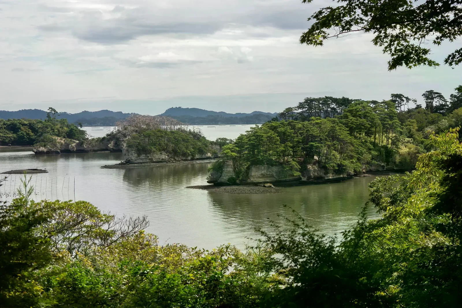 松島灣與綠色島嶼的海岸景色