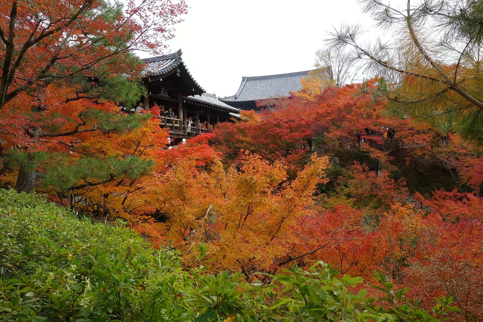 東福寺通天橋一帶，木造廊閣與堂宇棲於滿山橙紅楓葉之間，橋上有遊客