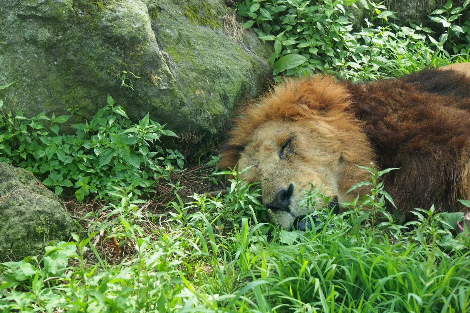 富士野生動物園內休息中的獅子