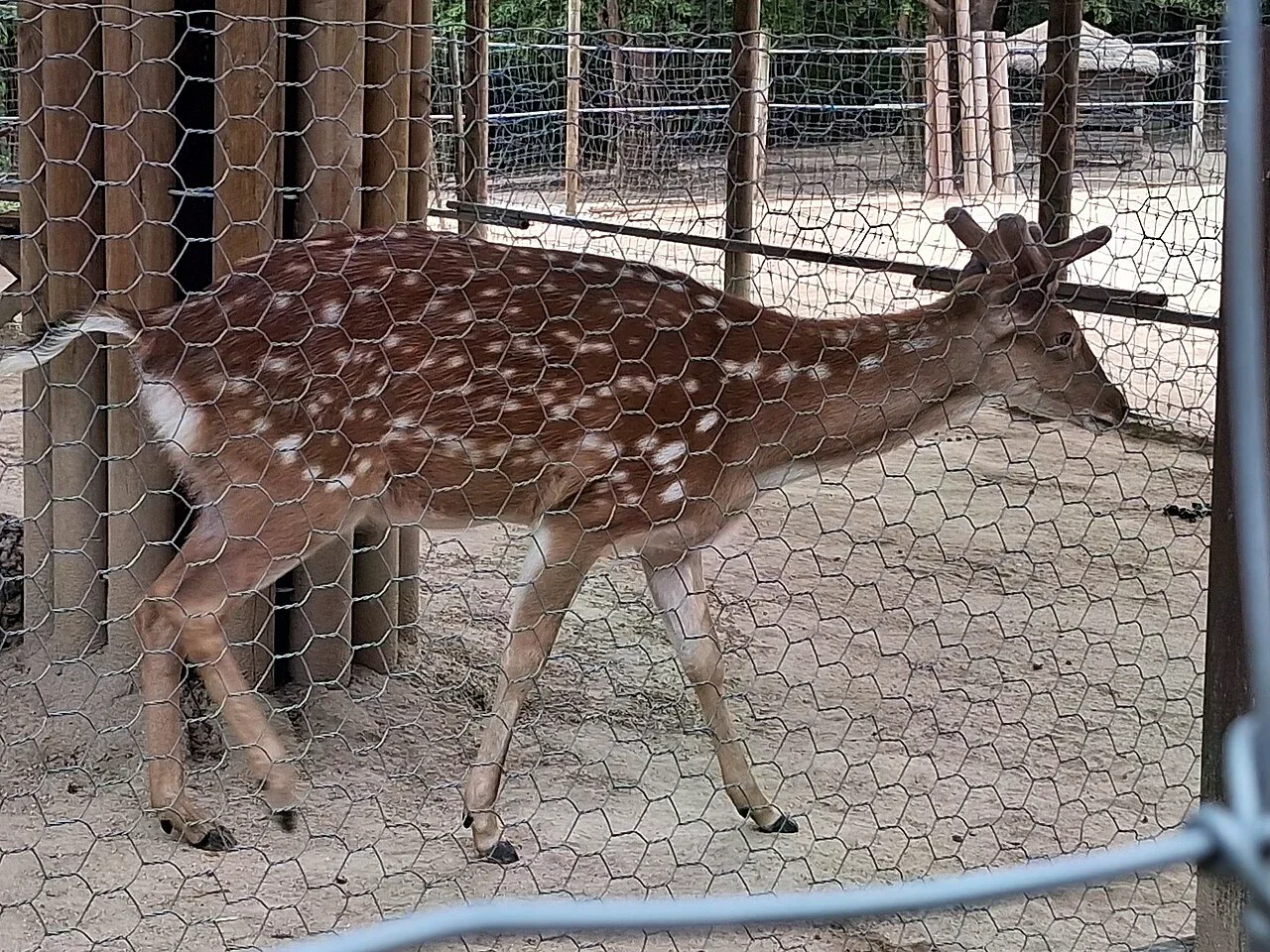 首爾林內飼養區的梅花鹿在圍網後活動