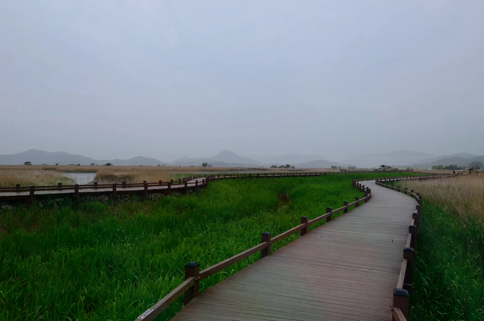 順天灣濕地的蘆葦與木棧道
