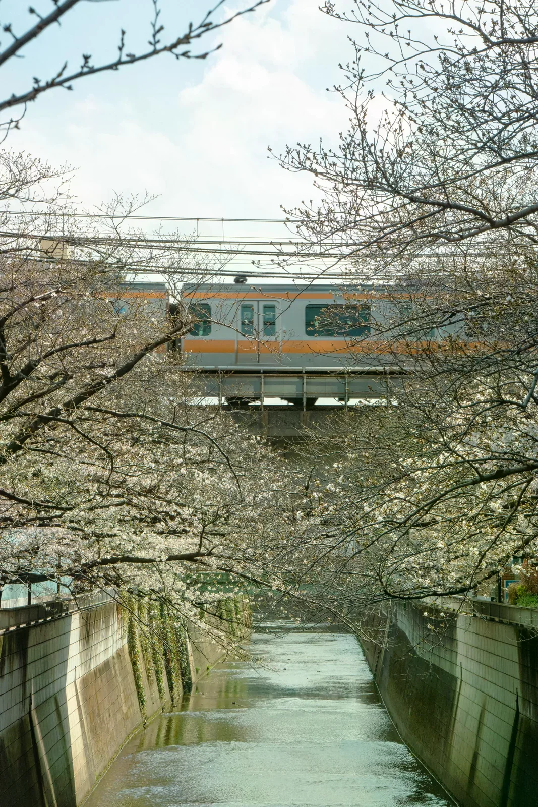 東京一列電車經過櫻花水岸，呈現市區賞花和鐵道移動的情境
