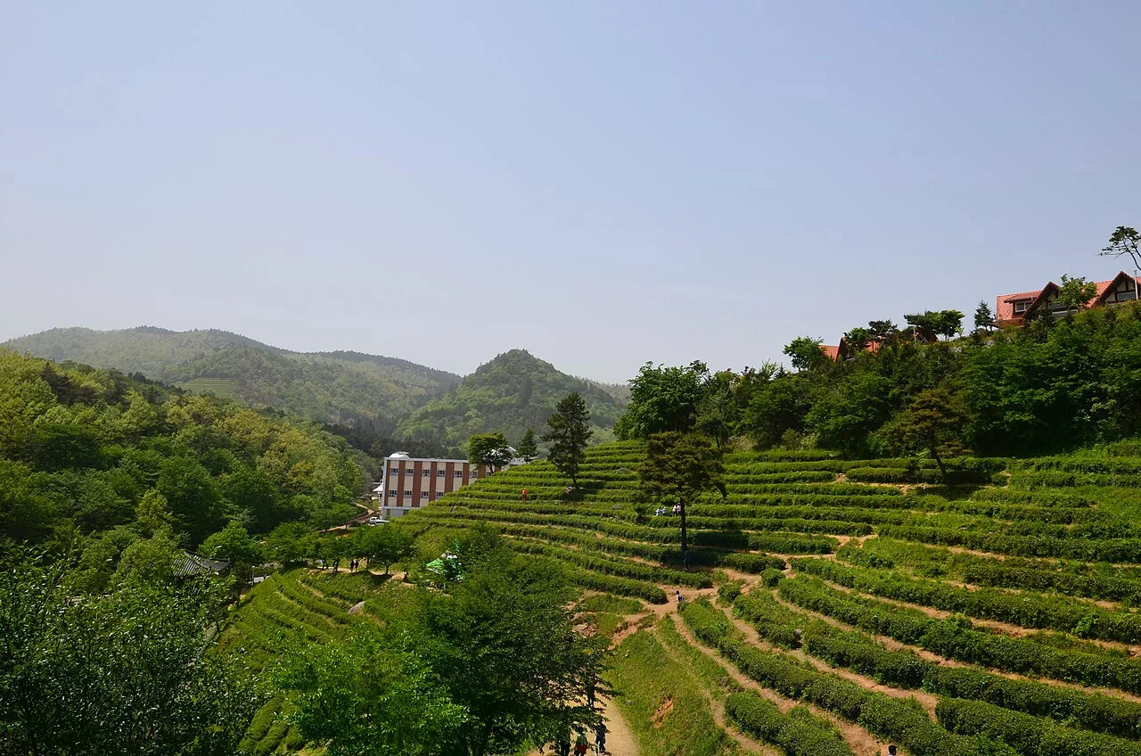 寶城茶園高處望見整齊茶列與周邊建物