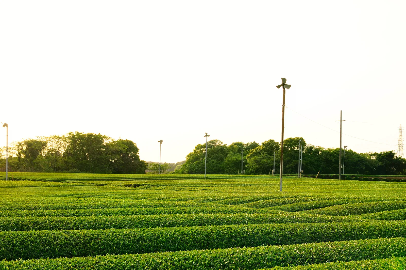 2008年靜岡縣茶園景觀，非市區店舖街景
