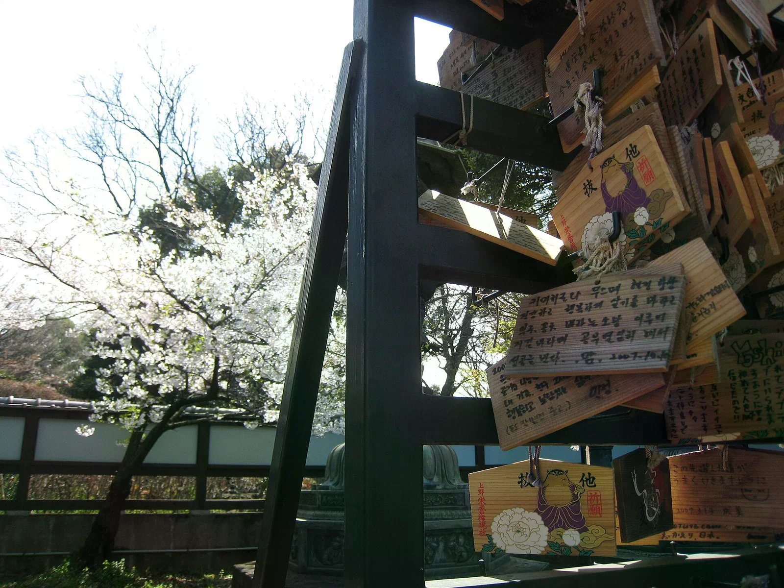 公園神社旁一座木架上掛滿手寫繪馬，背景是盛開的白色櫻花樹與低矮圍牆