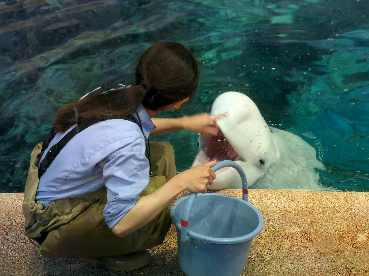 名古屋港水族館的白鯨與池邊餵食畫面。