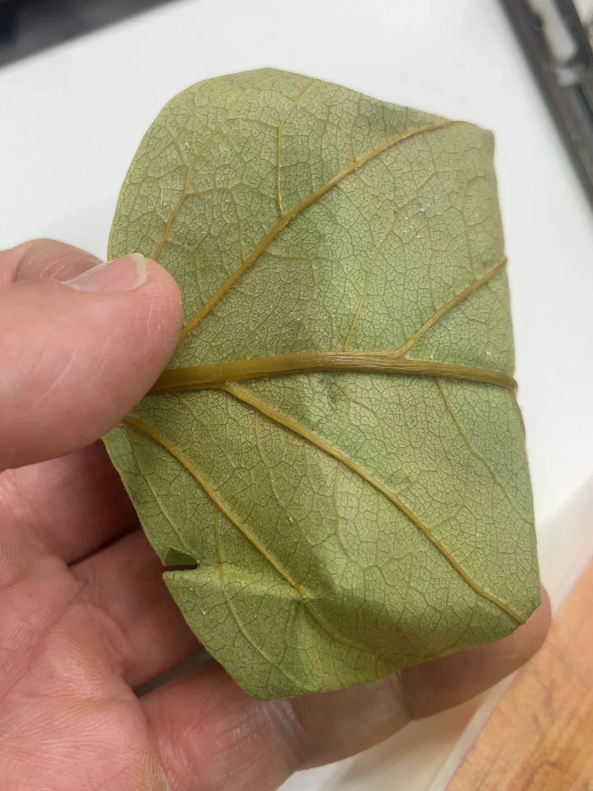 手持完整葉片包覆的柿葉壽司