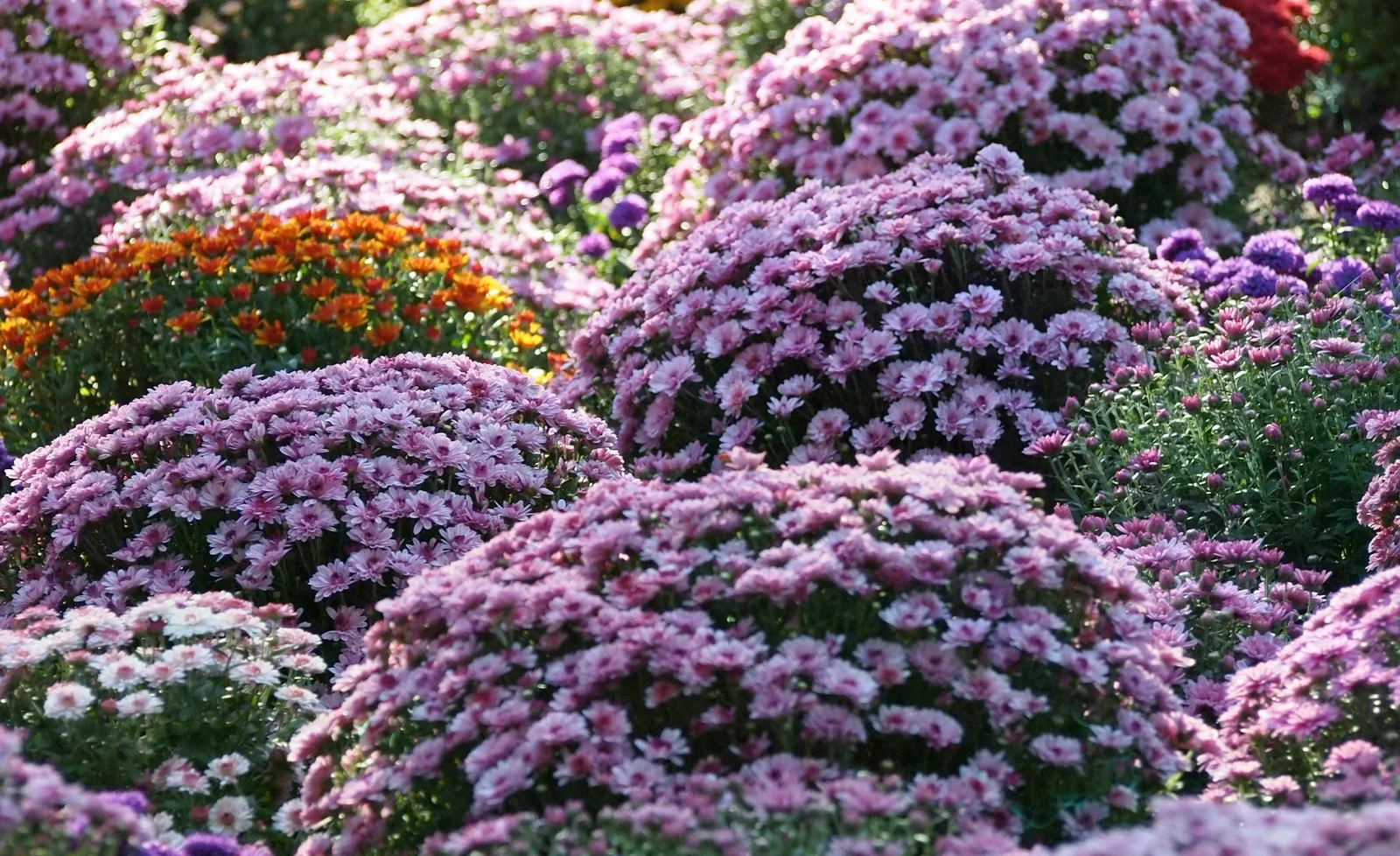 粉紫與橘色菊花分區盛開的花園景觀