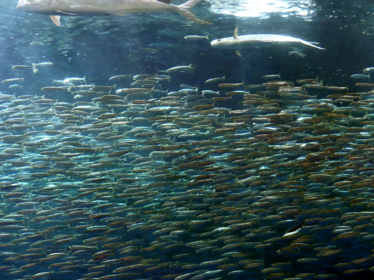 名古屋港水族館水槽中的沙丁魚群。