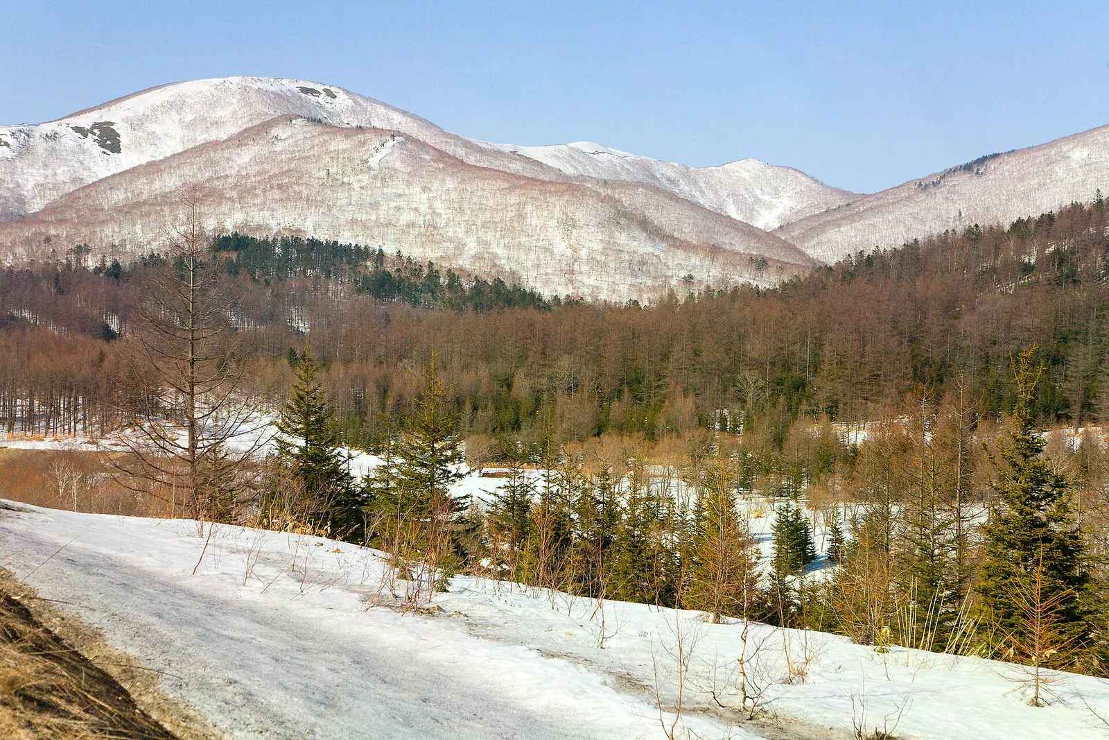 北海道山間的冬季風景，殘雪覆蓋的山坡與針葉林，藍天白雲