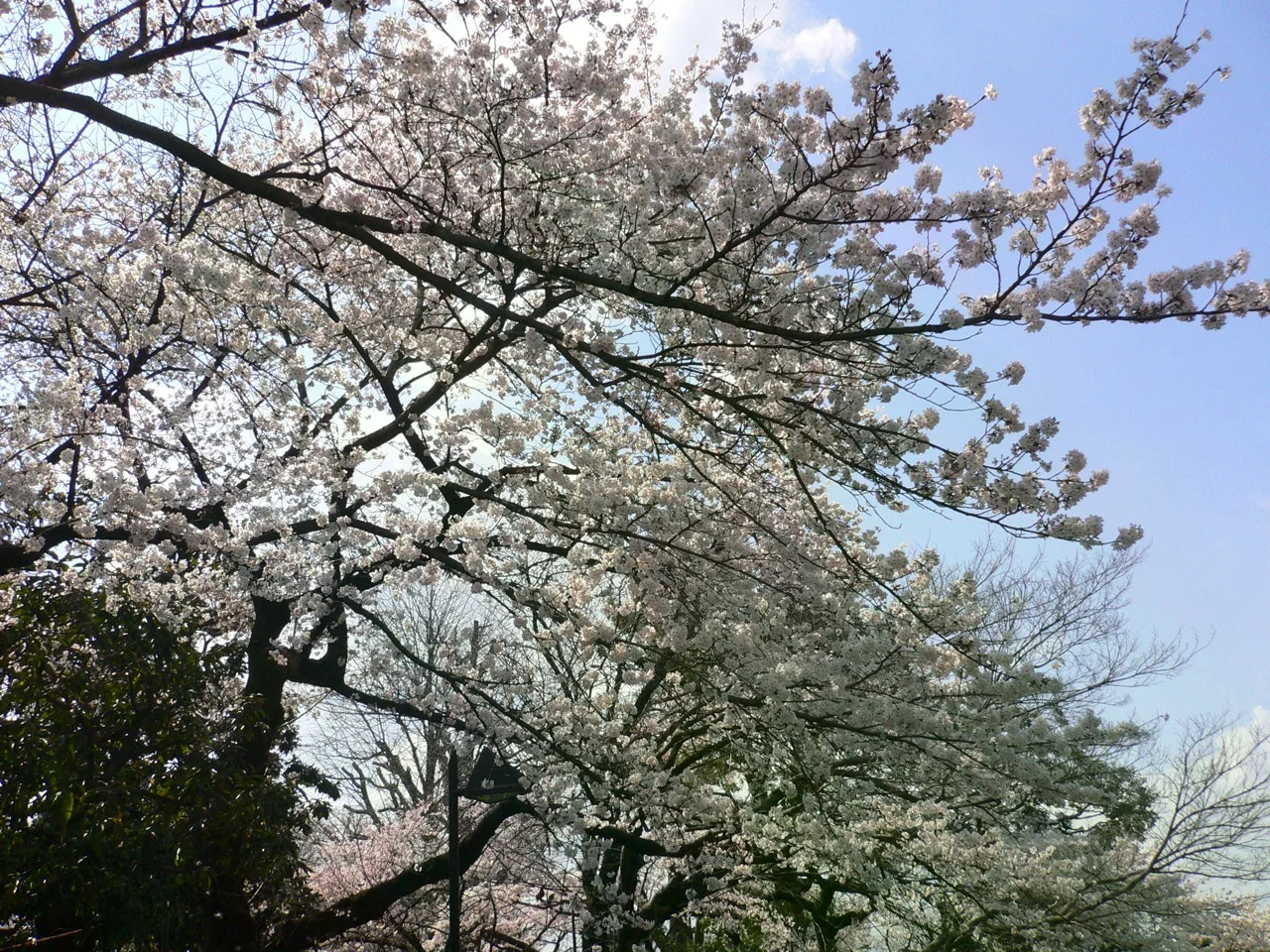 東京上野公園內盛開的櫻花枝葉。