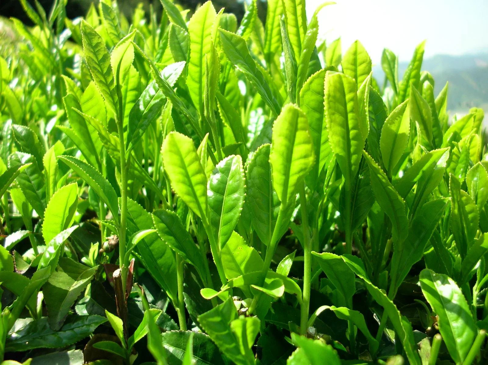 逆光下重疊生長的綠色茶樹葉片