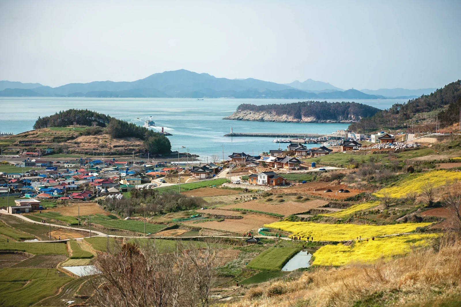 青山島春季村落、黃色油菜花田、石牆與海岸景色