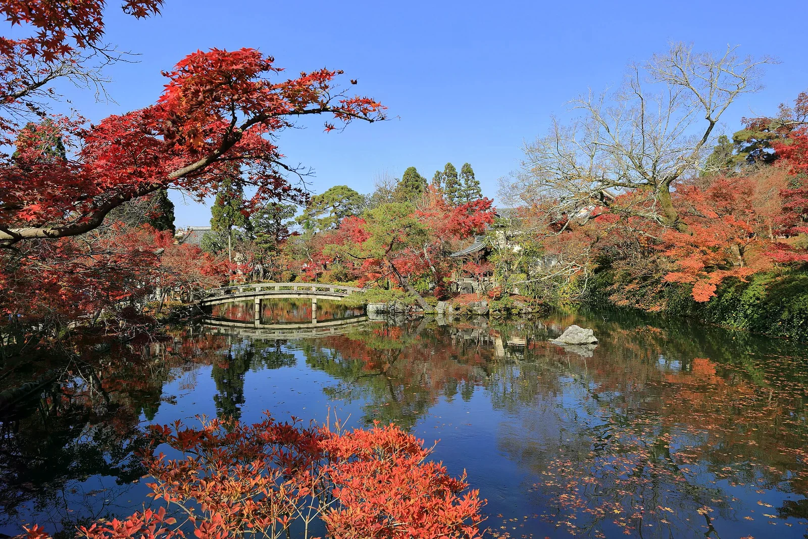永觀堂庭園池畔，紅葉倒映水面，一座石橋橫跨池面，前景是紅葉枝椏