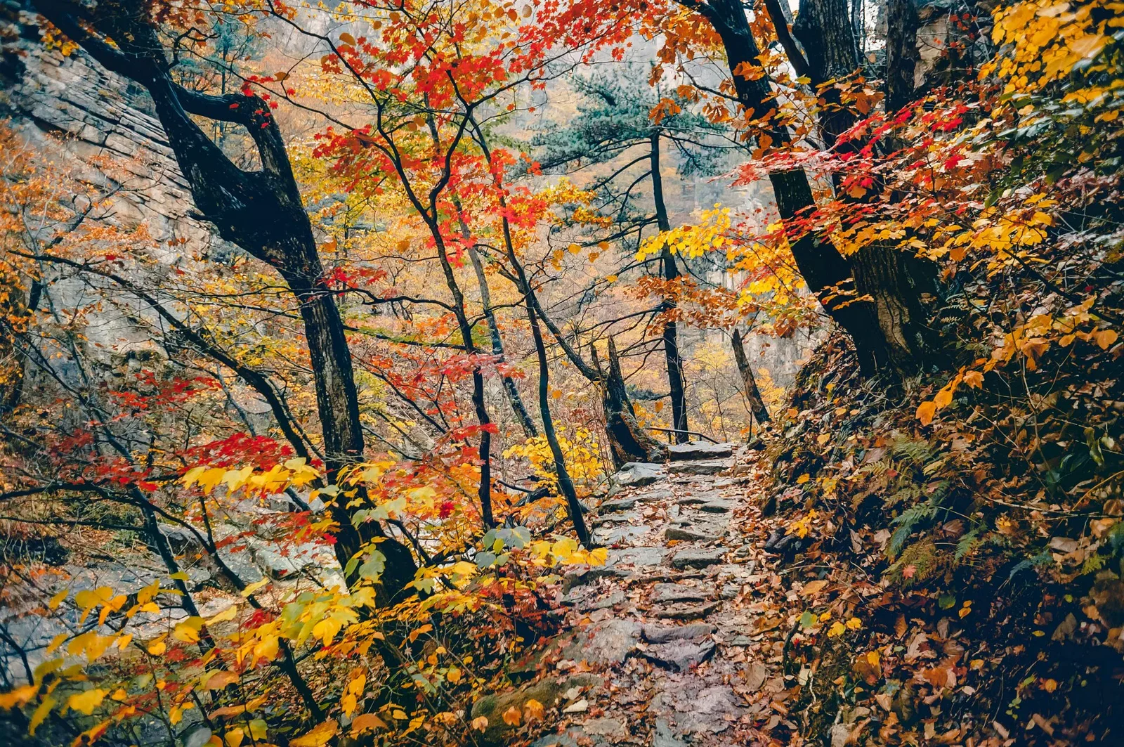 雪嶽山一帶落葉覆蓋的石階登山步道，兩旁紅黃楓樹