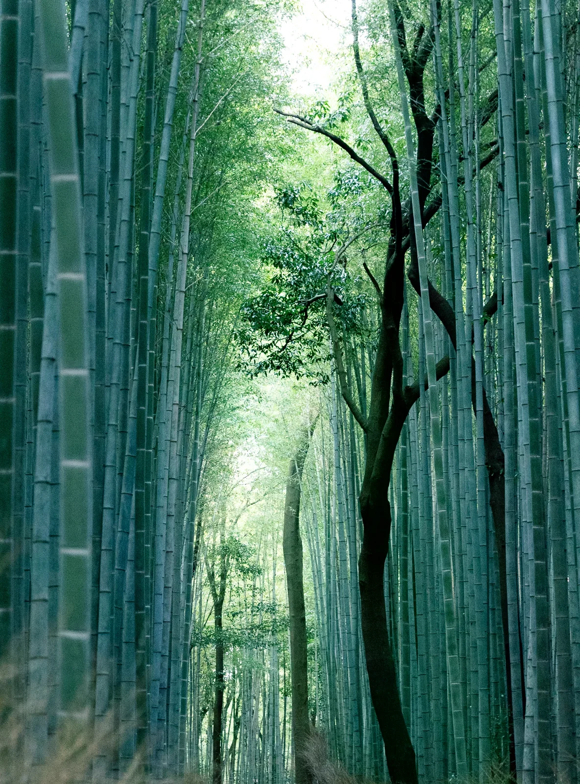 嵐山竹林步道旁成排直立的竹幹。