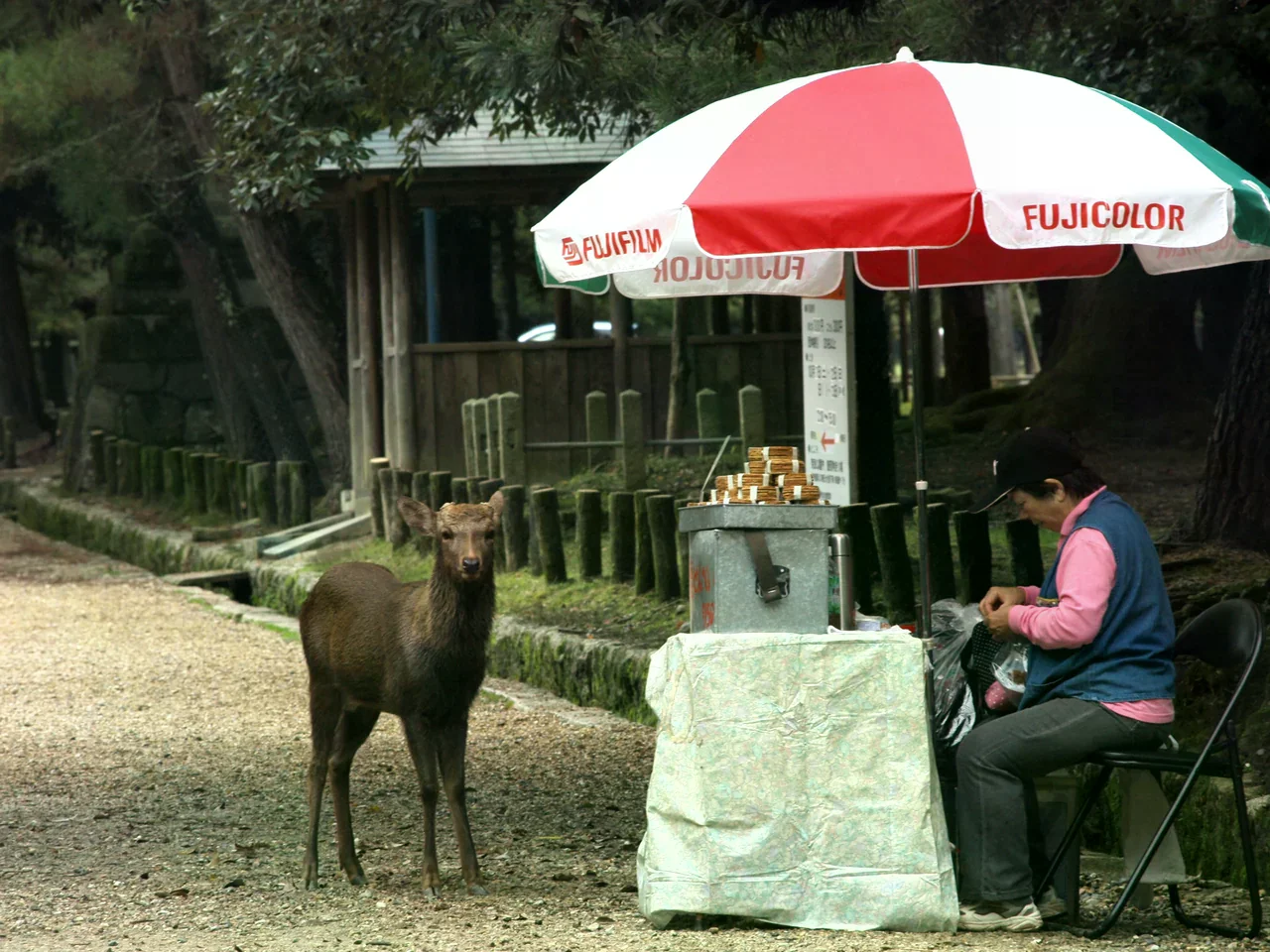 奈良公園的鹿與販售鹿仙貝的攤位。