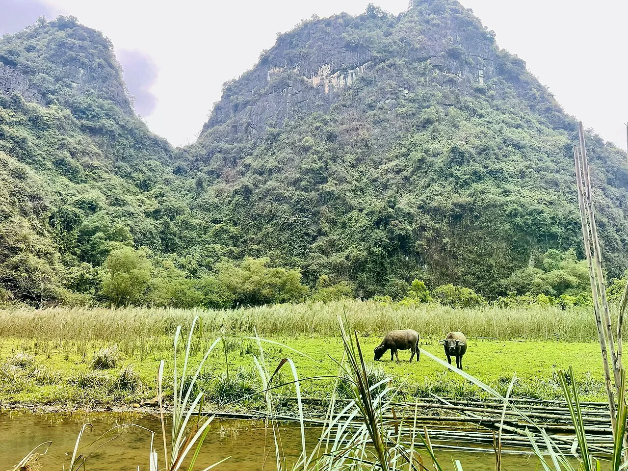 Ninh Binh rice fields