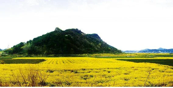 羅州榮山江流域的新谷里村落與春季油菜花田舊照
