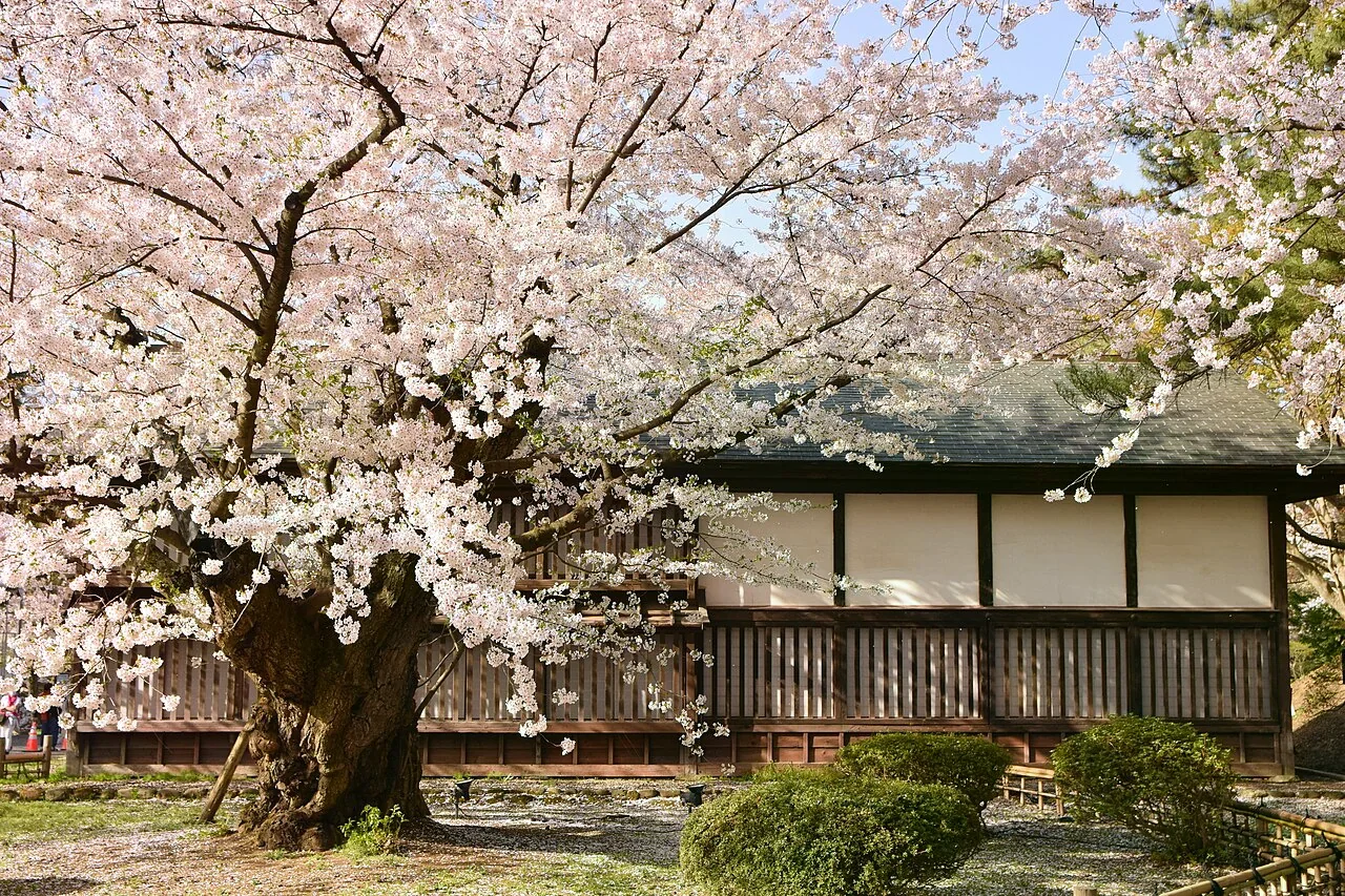 櫻花盛開時，弘前城園區的一棵大樹與傳統木造建築