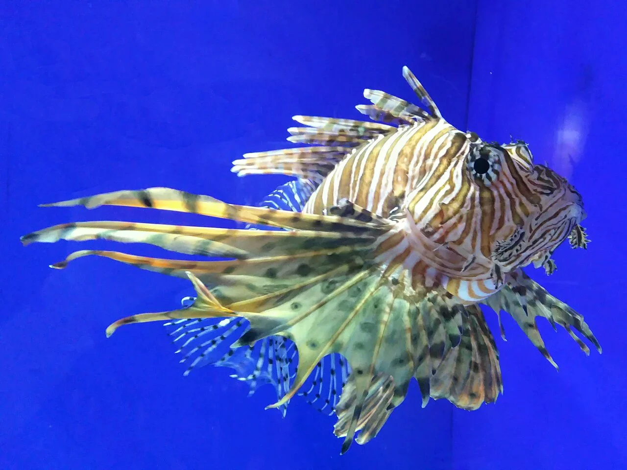 COEX 水族館水槽中的獅子魚，背景為藍色水面