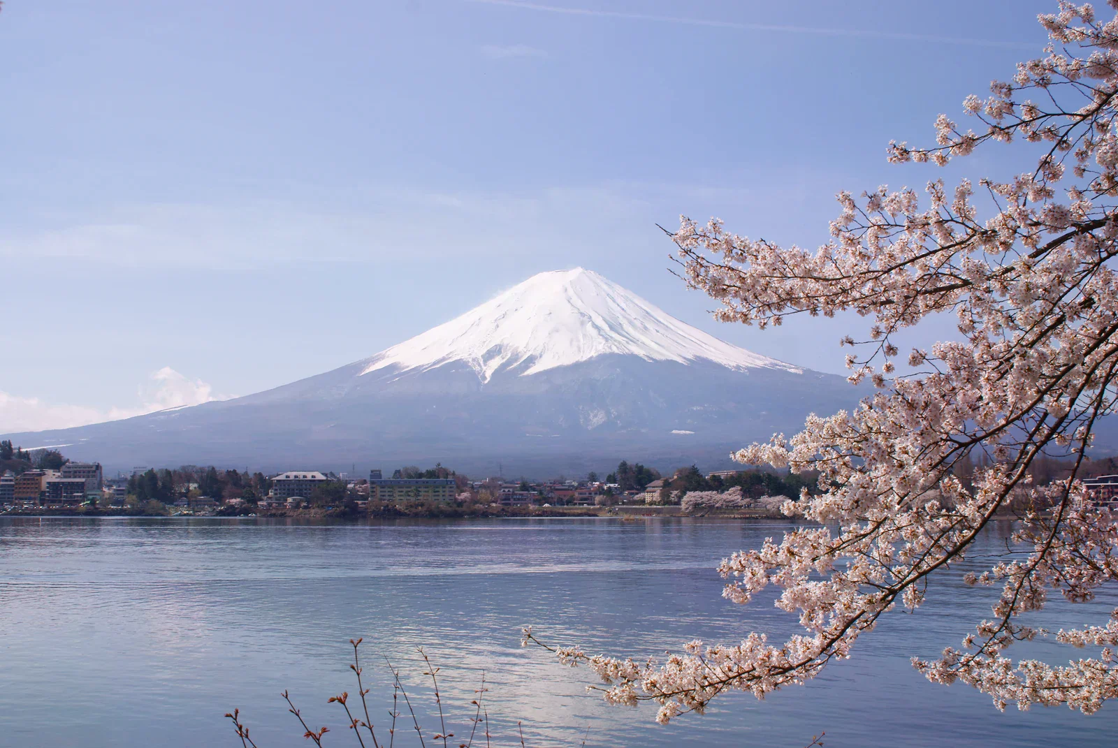 河口湖畔的櫻花枝、湖面與遠處富士山。