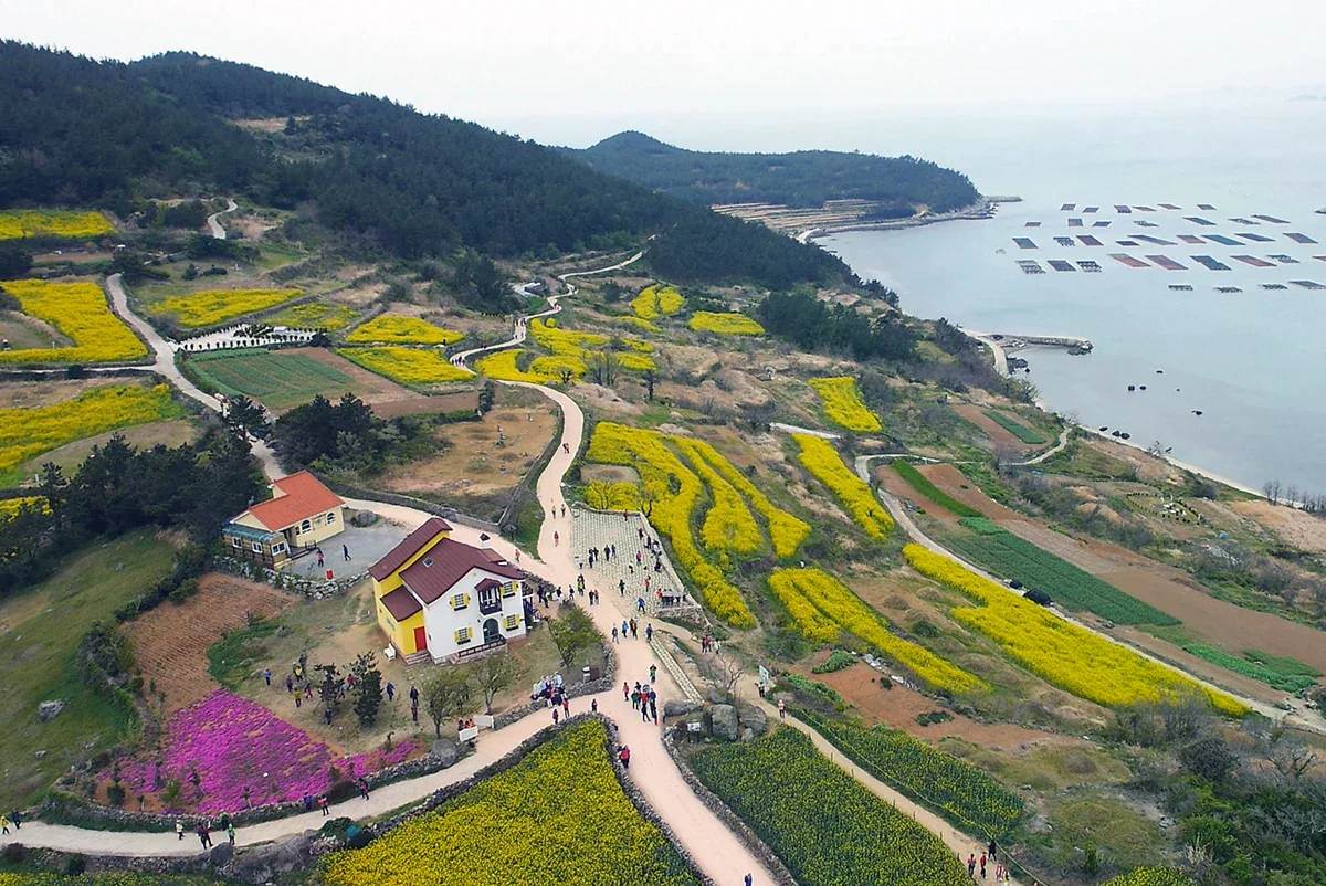 空拍青山島慢行路旁的油菜花田、村落與海岸