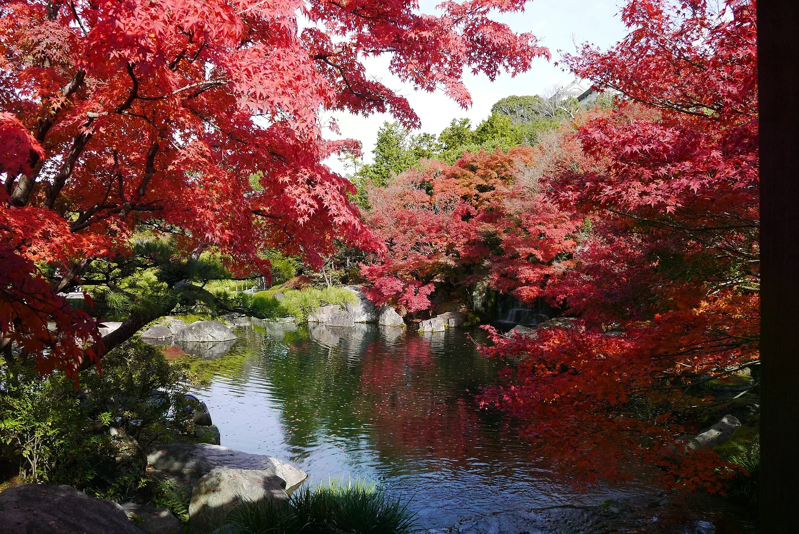 好古園池塘旁的紅葉與綠樹倒映在水面，庭園步道沿岸延伸