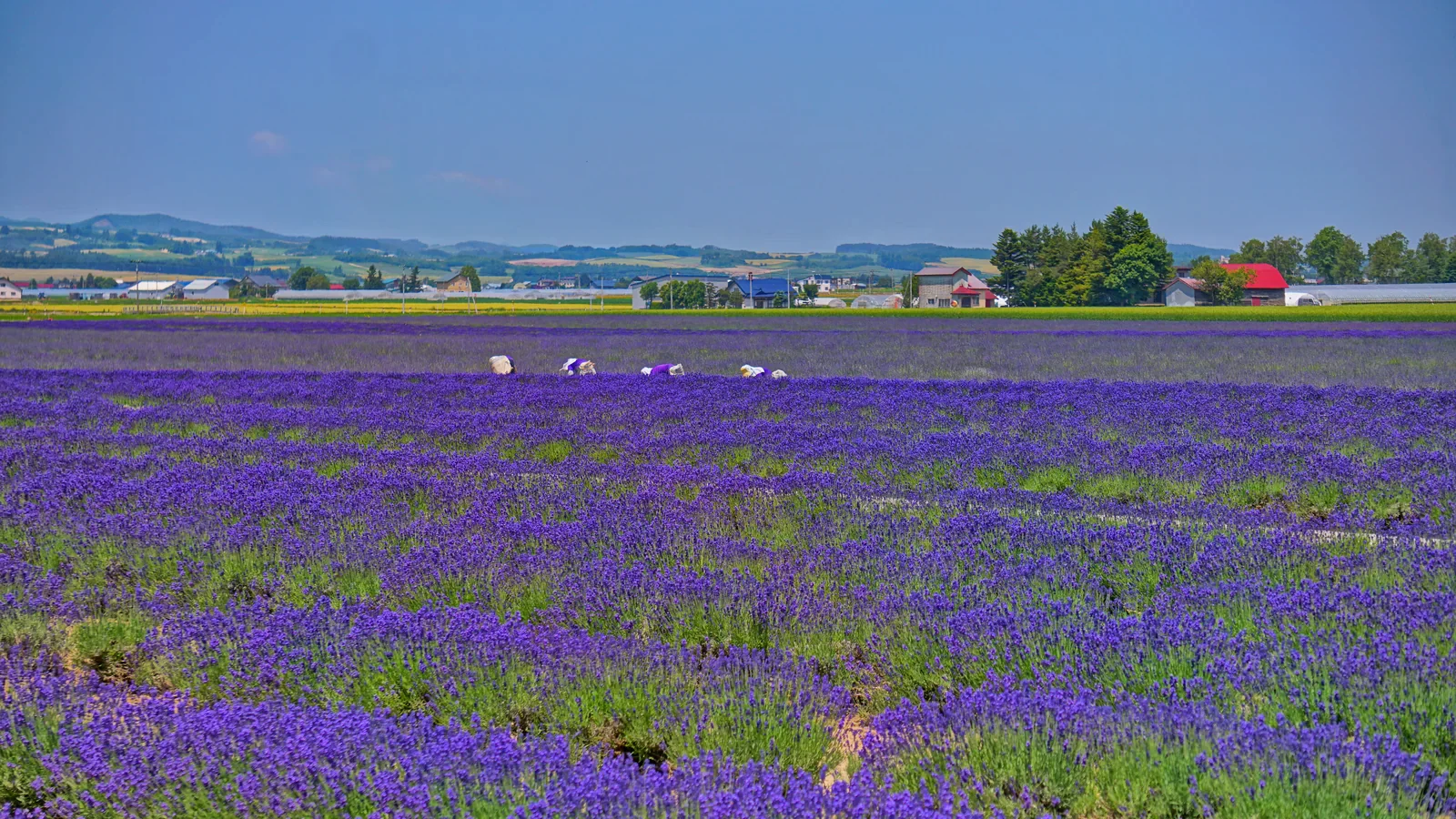 富田農場薰衣草東園大片紫色花田與遠方丘陵