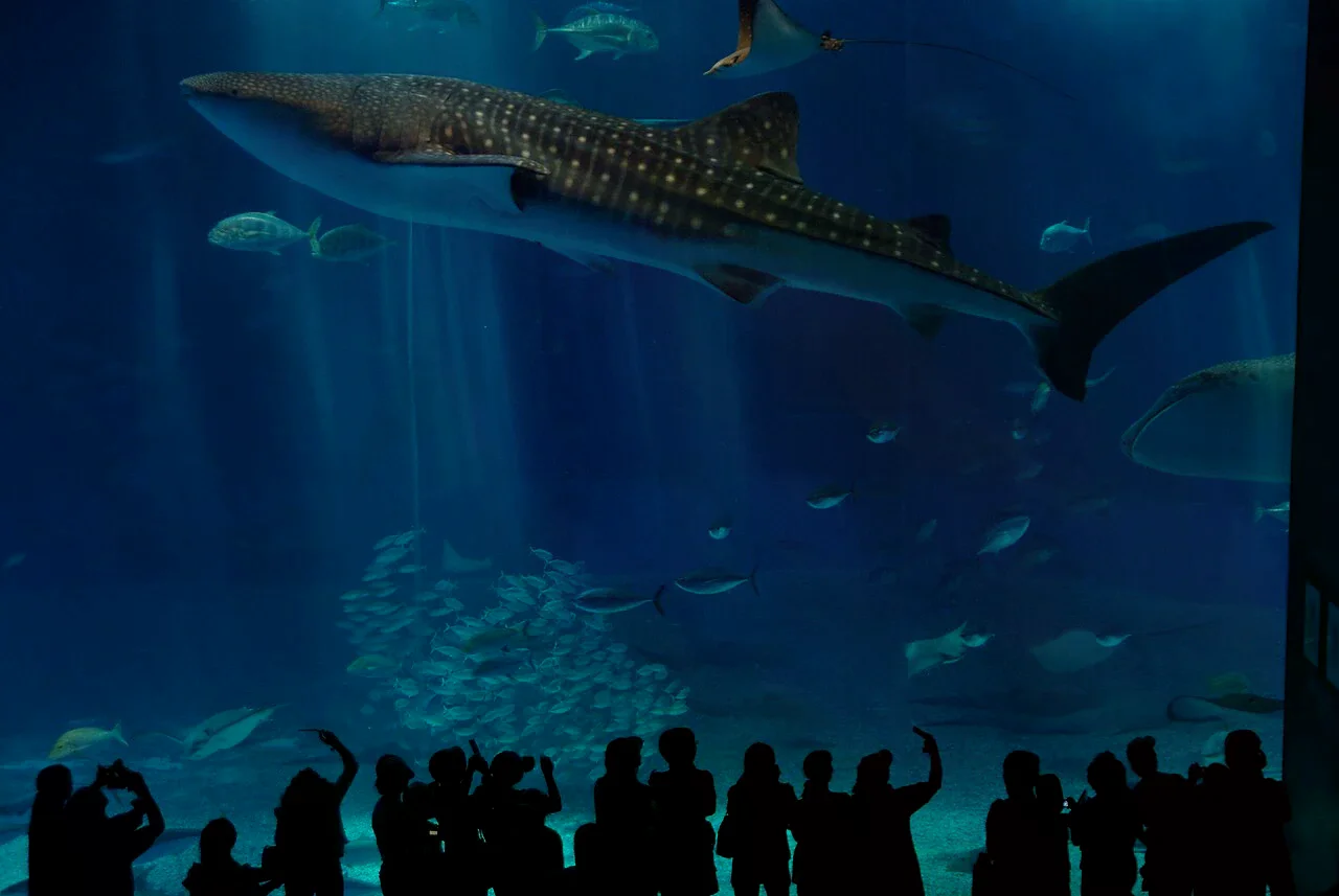 沖繩美麗海水族館大型水槽中的鯨鯊與魚群，前景可見觀眾剪影