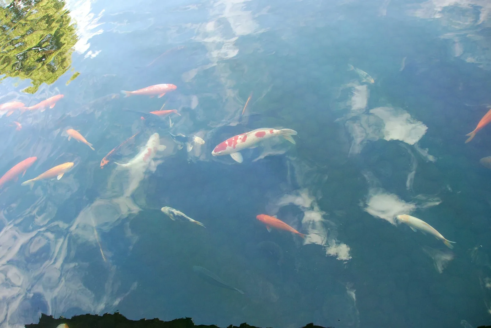 好古園池水中有紅白、橘色與白色錦鯉游動，水面映著天空