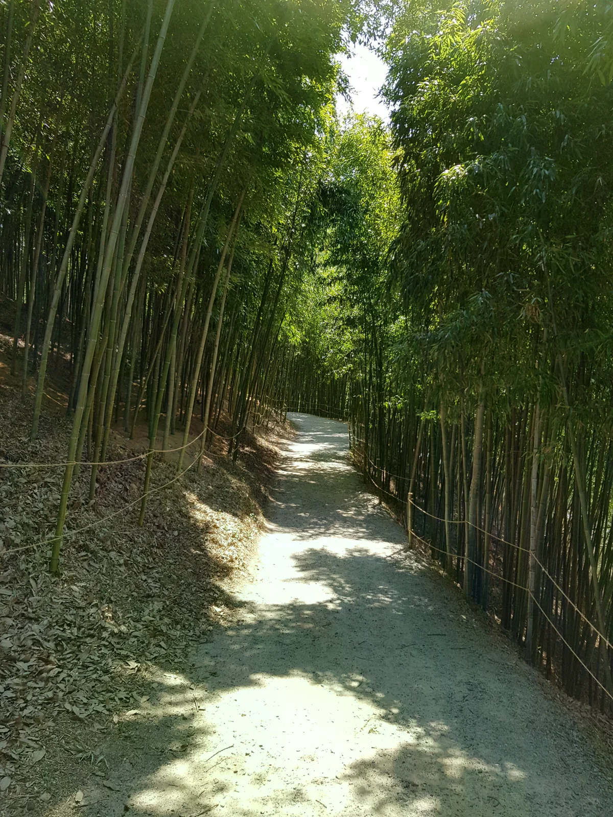 潭陽竹綠苑內兩側竹林夾著緩坡土徑，路徑在前方轉彎