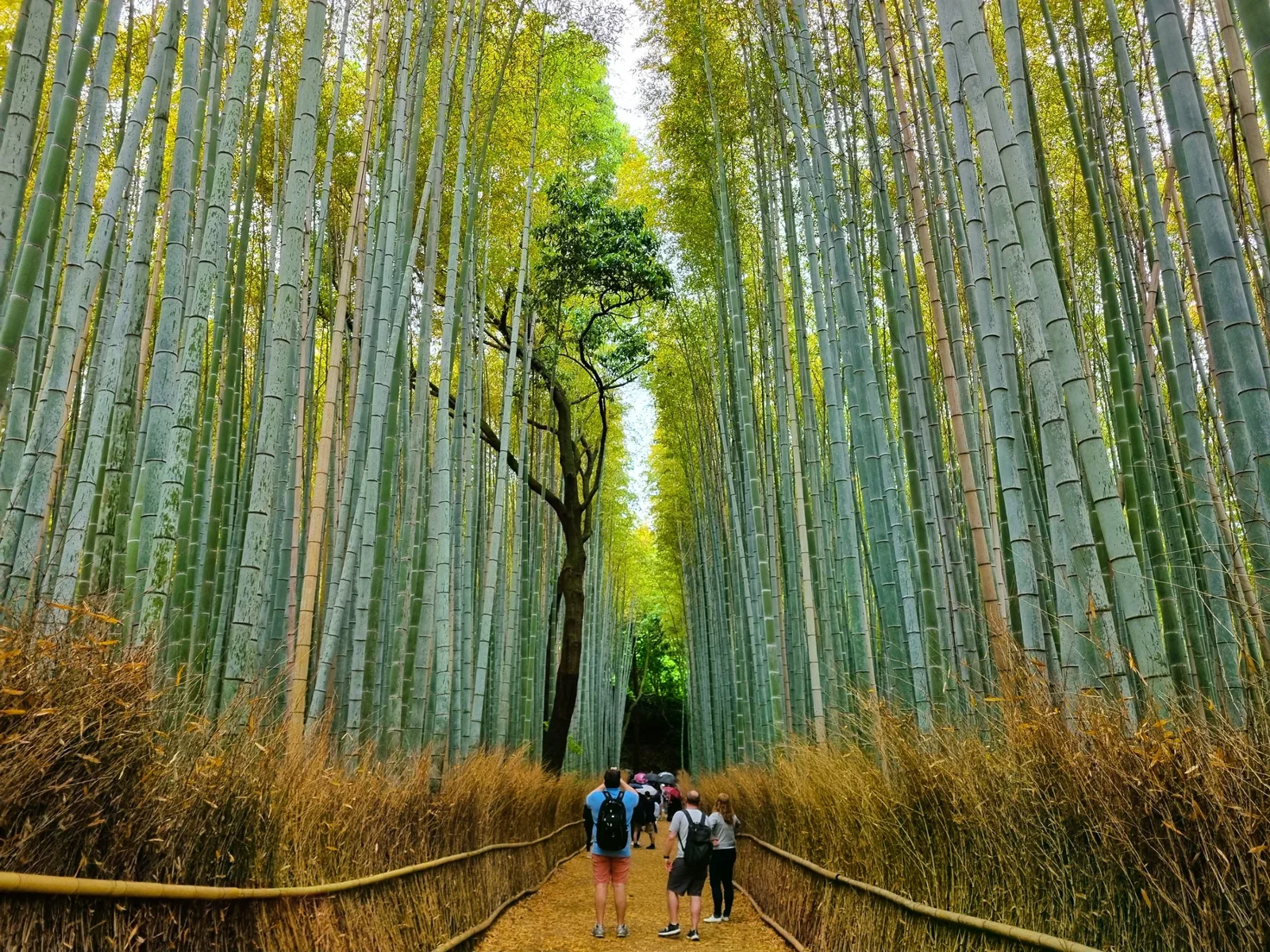 遊客走在京都嵐山竹林步道，展現熱門時段的戶外步行情境