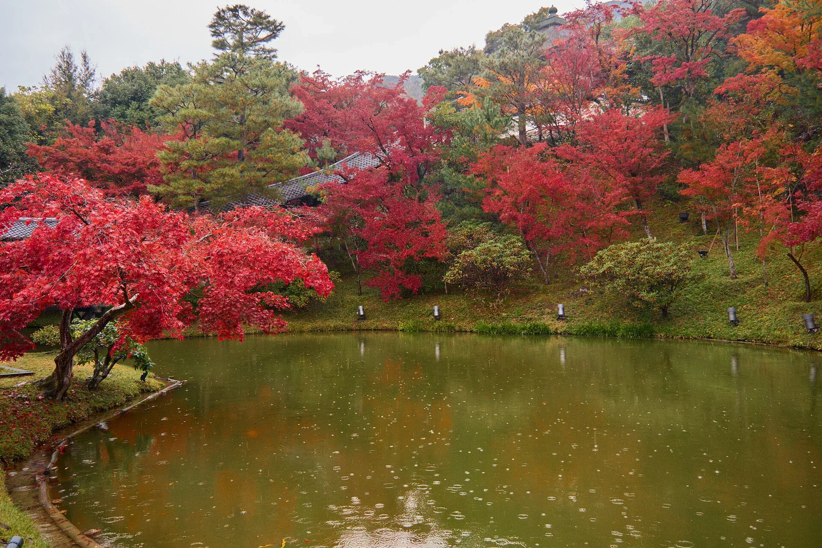 高台寺臥龍池畔，滿岸鮮紅楓樹倒映略帶雨點的池面，岸邊一列石燈