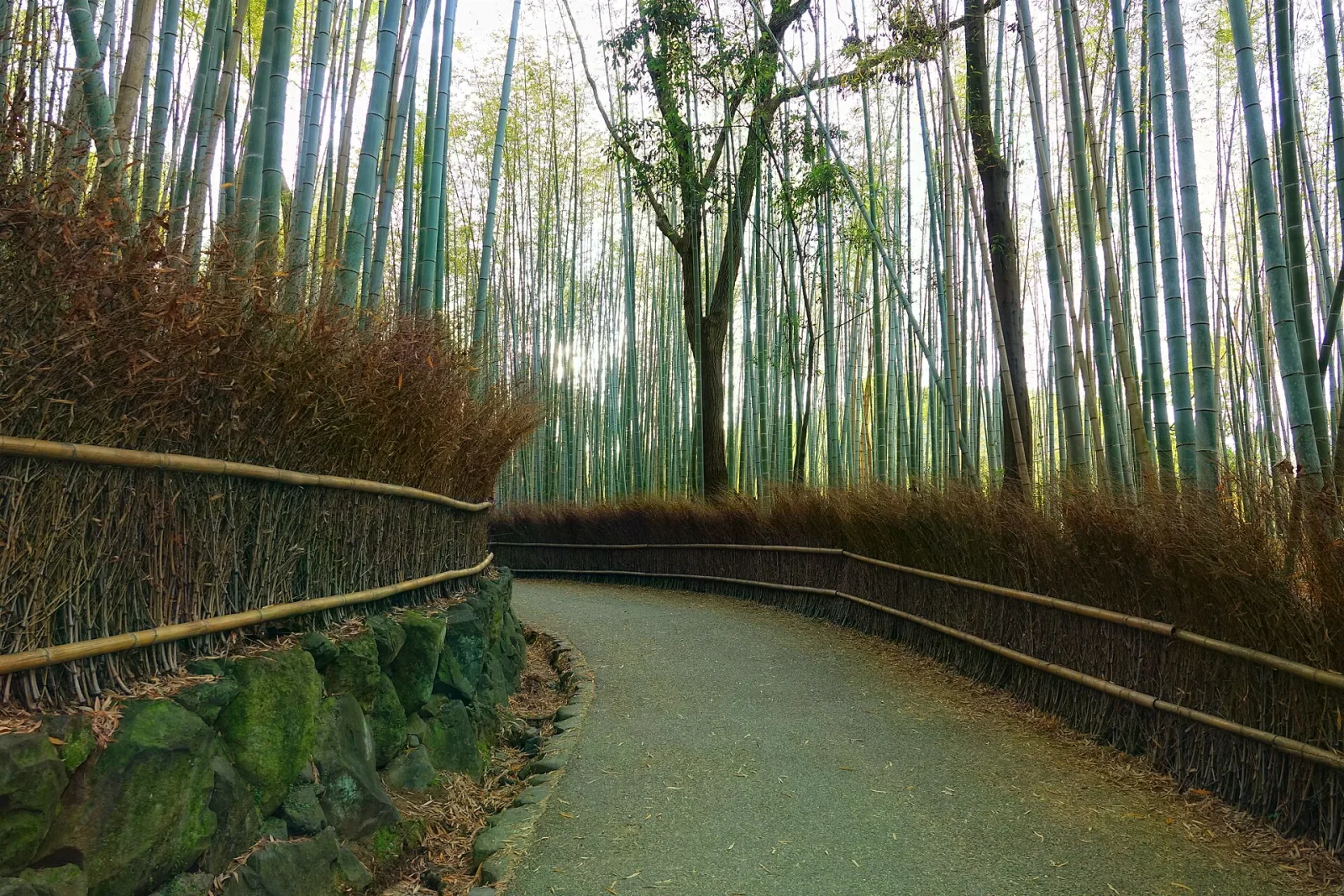 嵐山竹林小徑的彎曲步道，兩旁高聳竹林