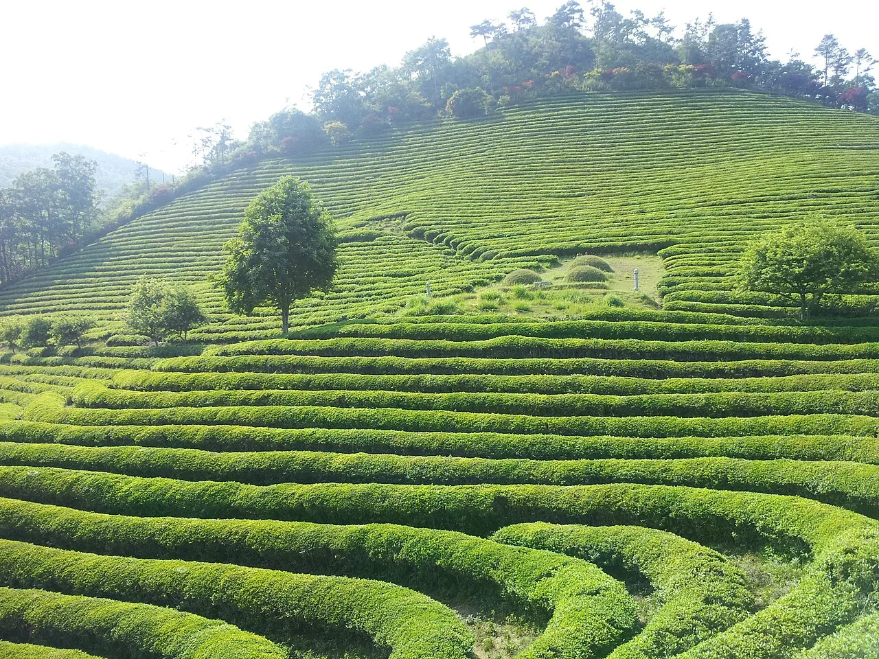 寶城大韓茶園茶樹坡地與步道