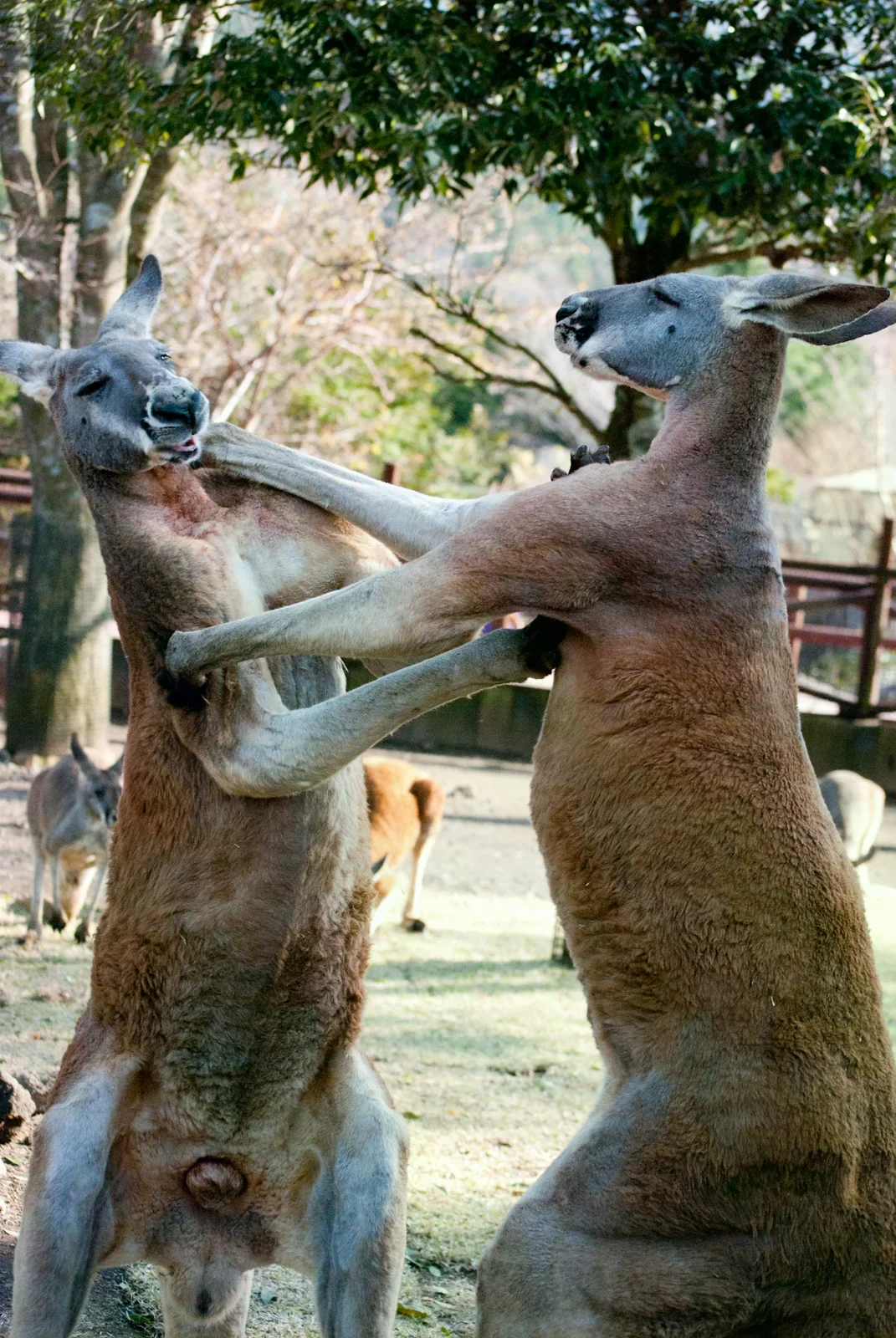 富士野生動物園內兩隻紅袋鼠互動