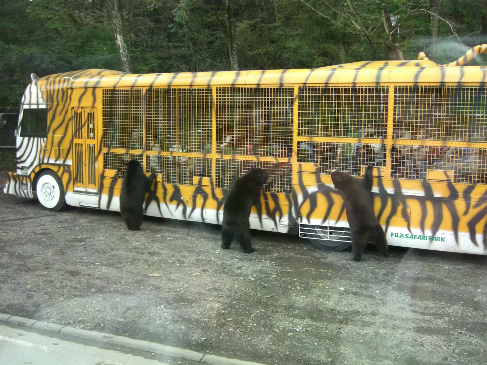 富士野生動物園園內，黑熊攀向斑紋遊園巴士