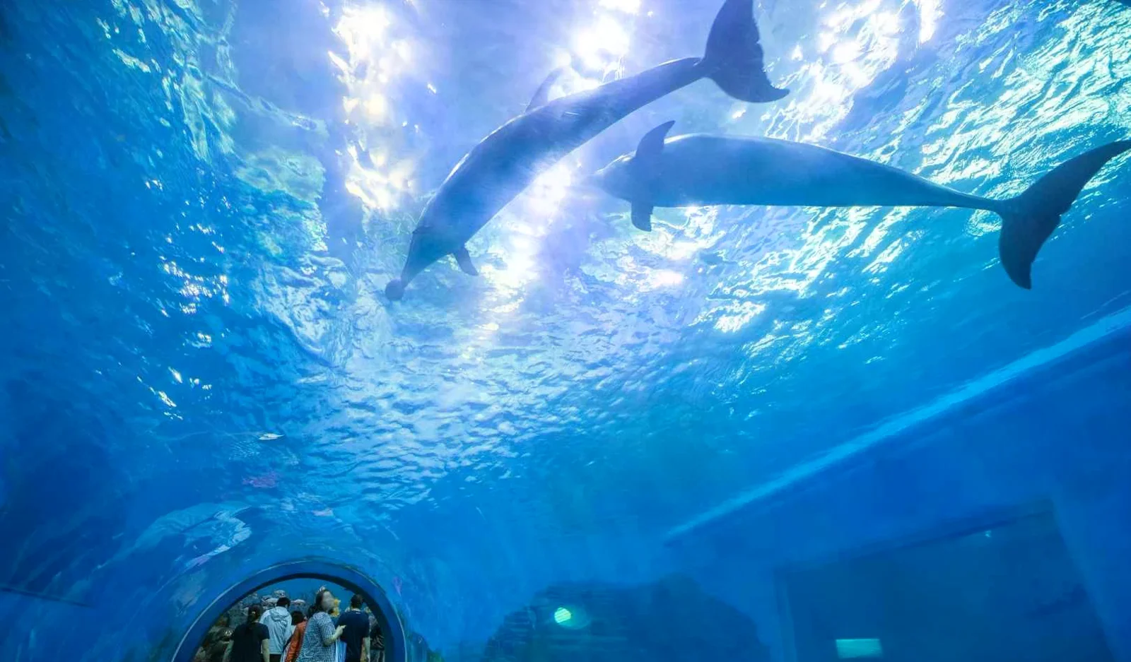 長生浦鯨魚博物館內的海豚展示池，畫面可見水下觀賞隧道