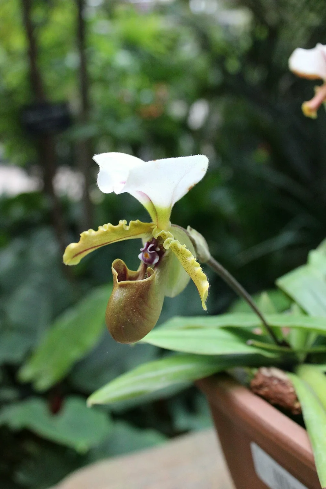 首爾植物園熱帶館內的 Paphiopedilum spicerianum 兜蘭花朵
