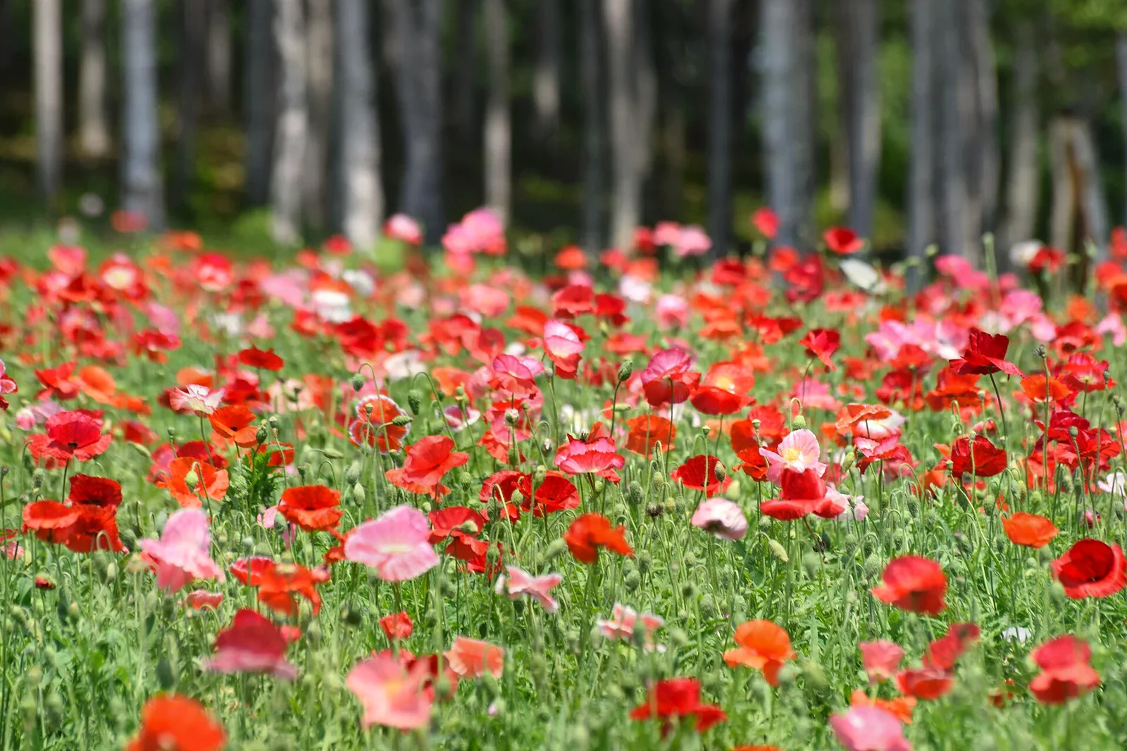 富良野花田中的紅、粉、白色花朵，背景有樹林。