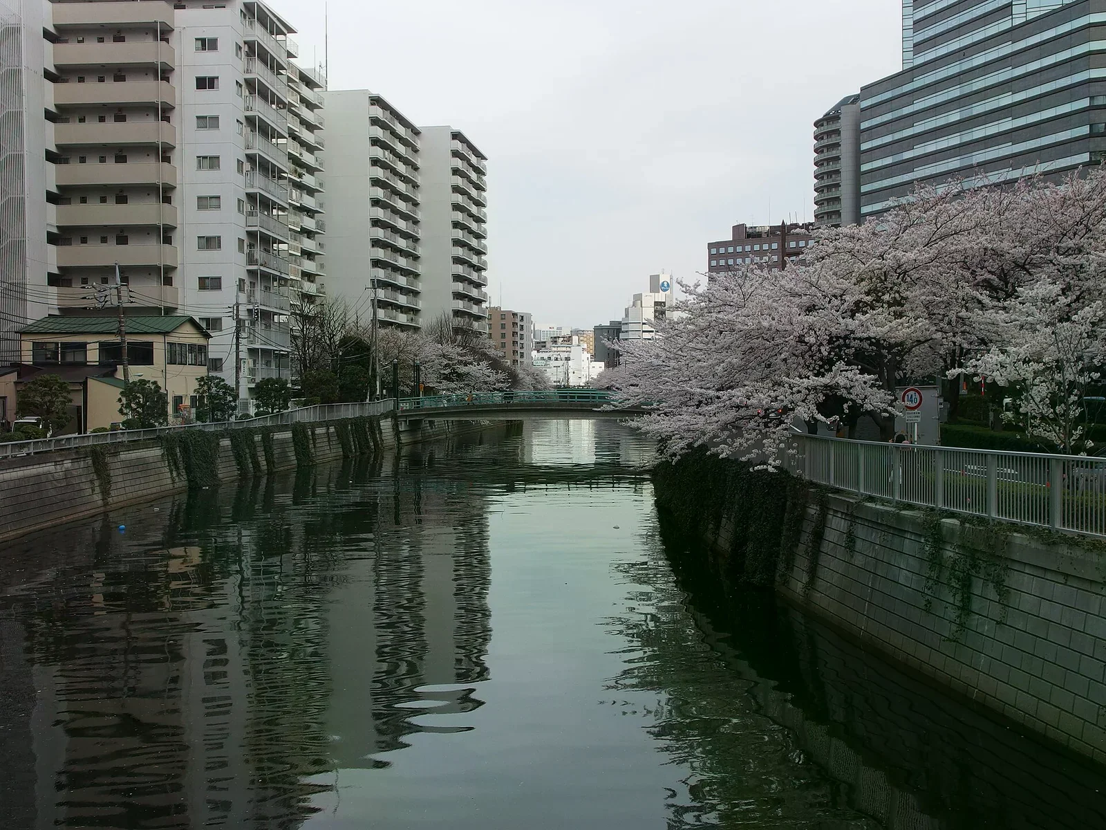 東京目黑川兩岸盛開的櫻花，河道兩旁是公寓與辦公大樓，天陰水面平靜。
