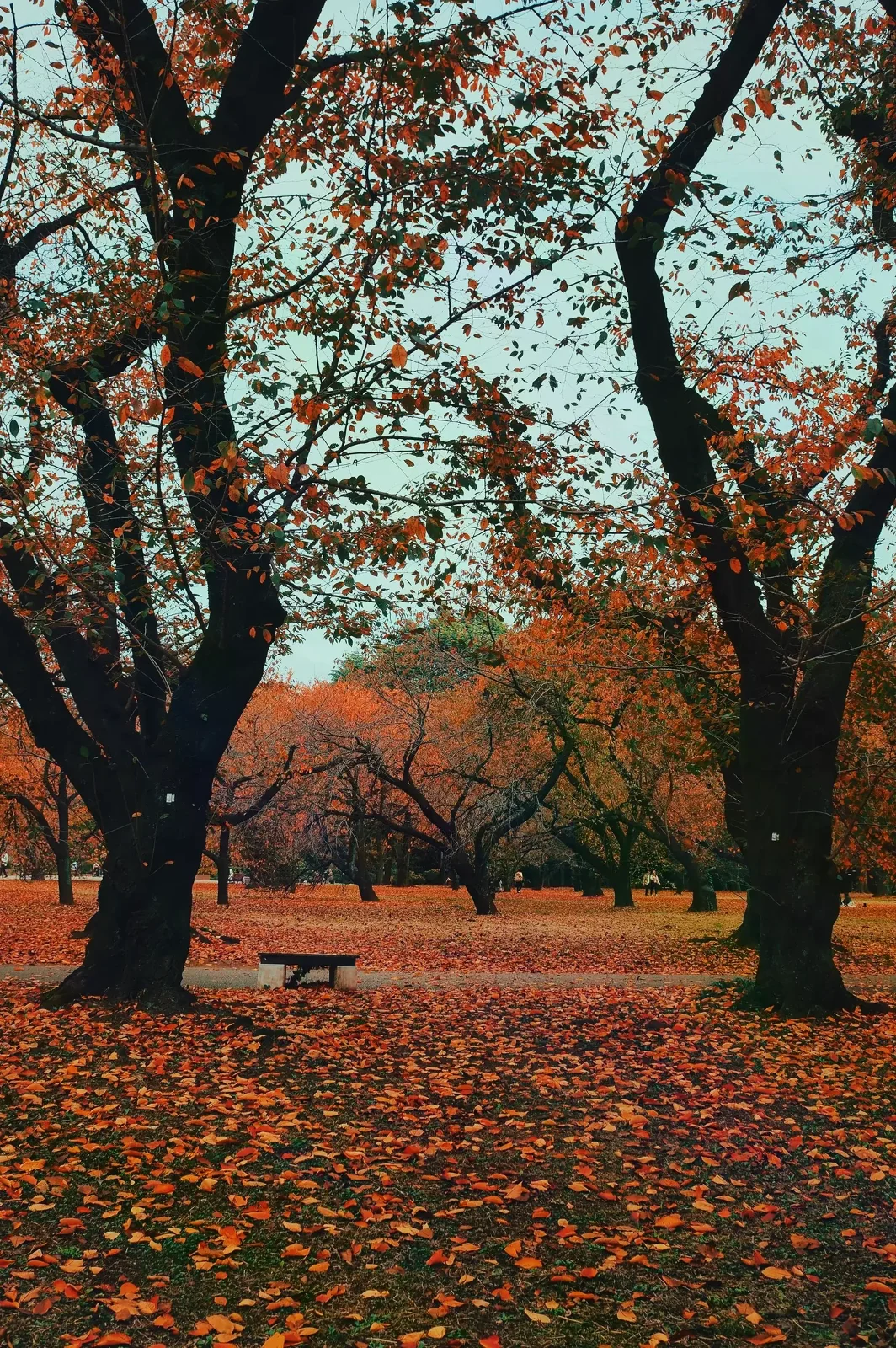 東京公園秋天的橘紅樹冠與落葉步道