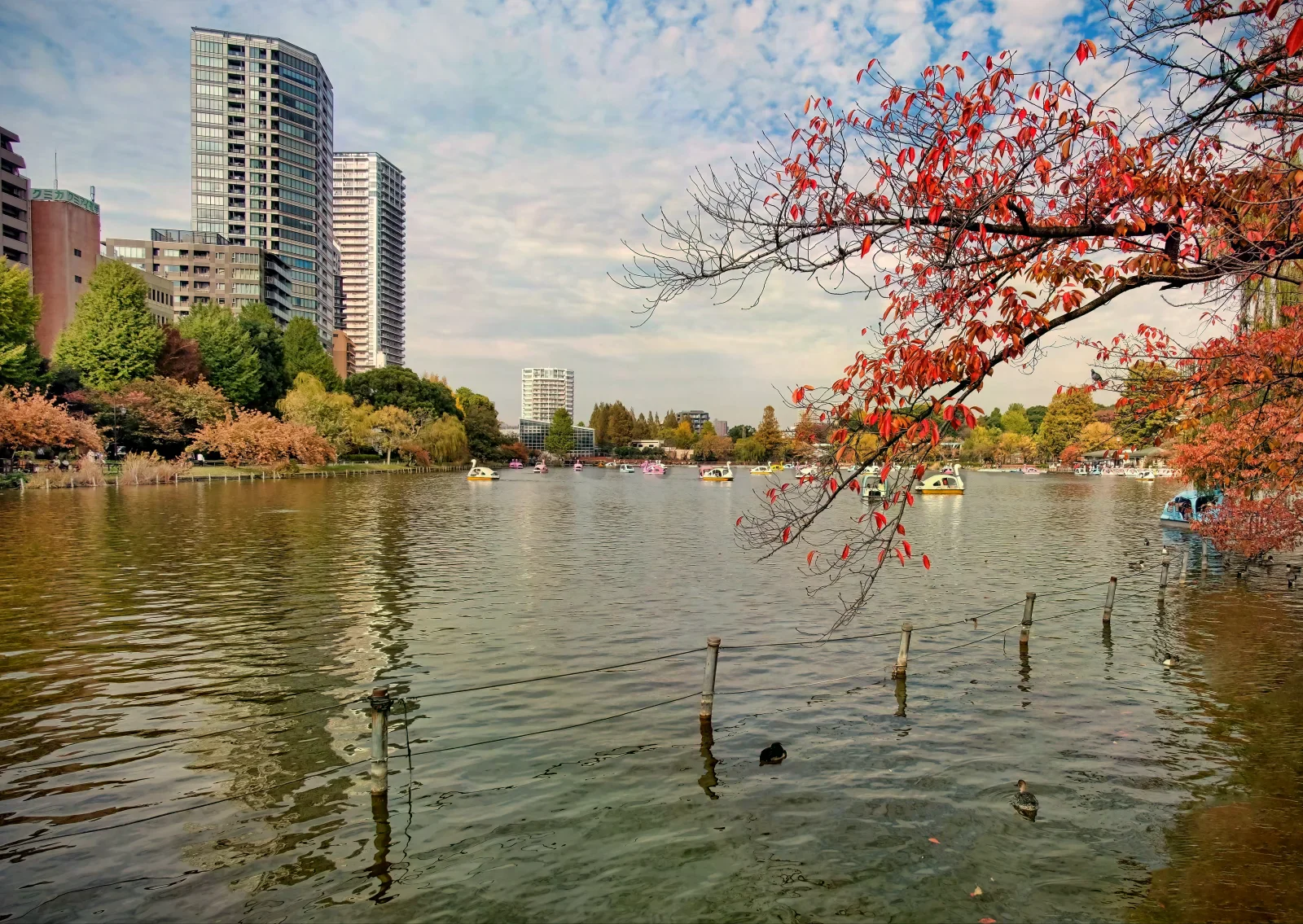 上野公園池面上的遊船與秋色樹木