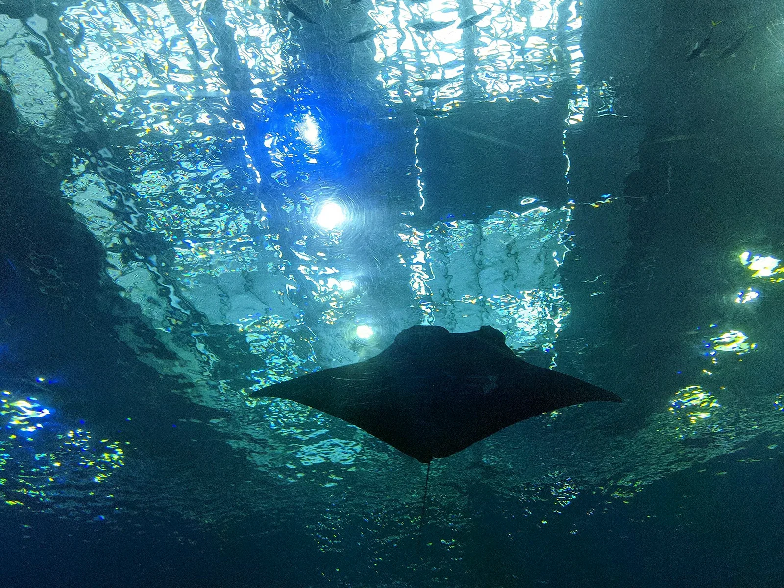 水族館大水槽內一隻魟魚的黑影游過，上方透過水面有藍色天光與小魚