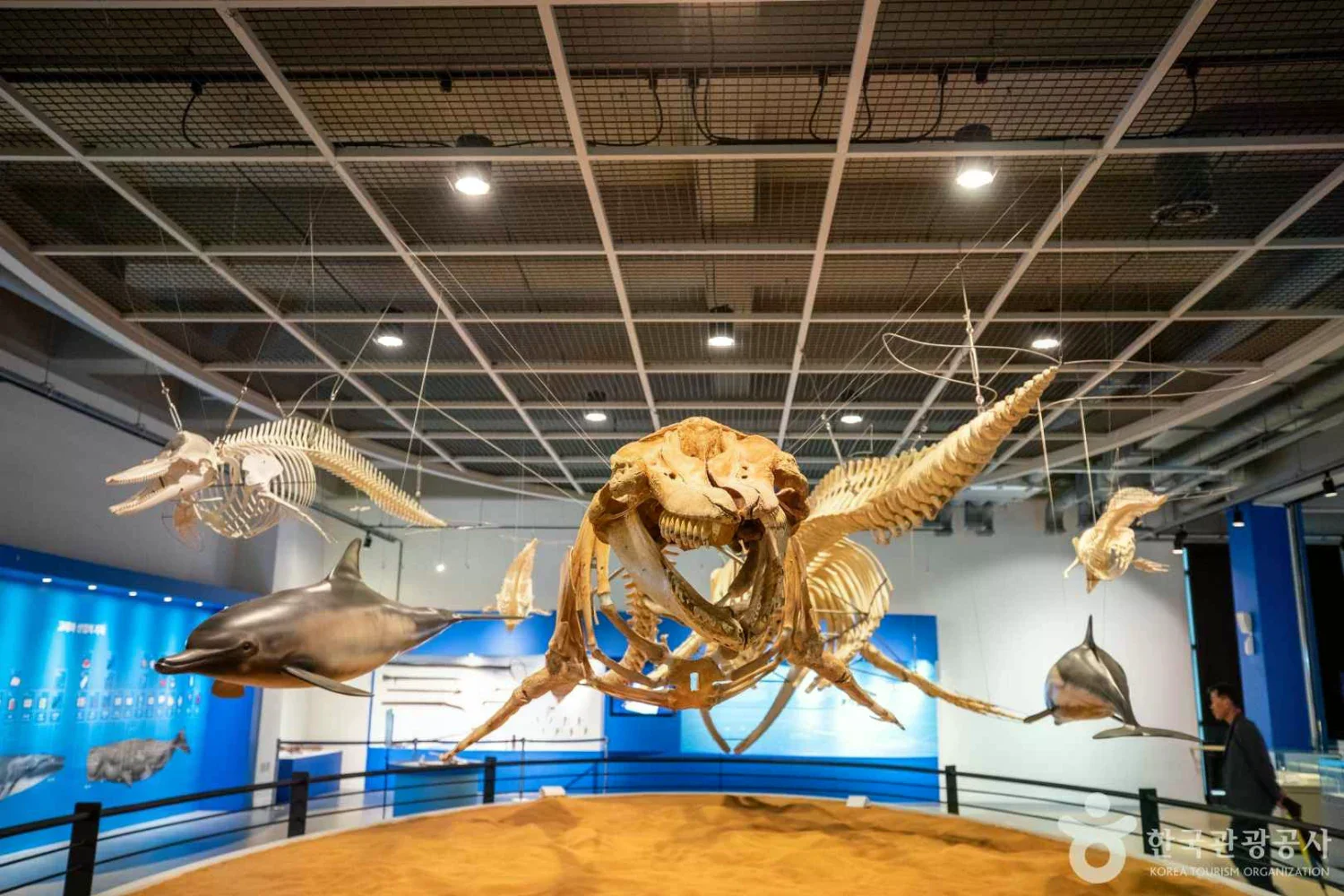 長生浦鯨魚博物館內的鯨魚骨骼展示