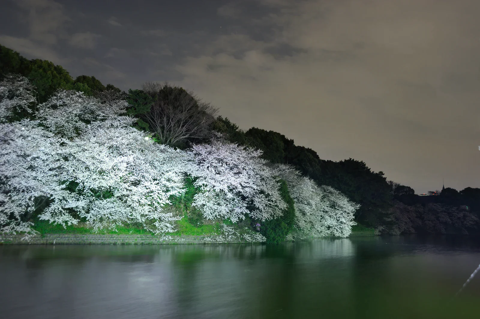 夜色中的櫻花沿水岸盛開，前方可見河面。