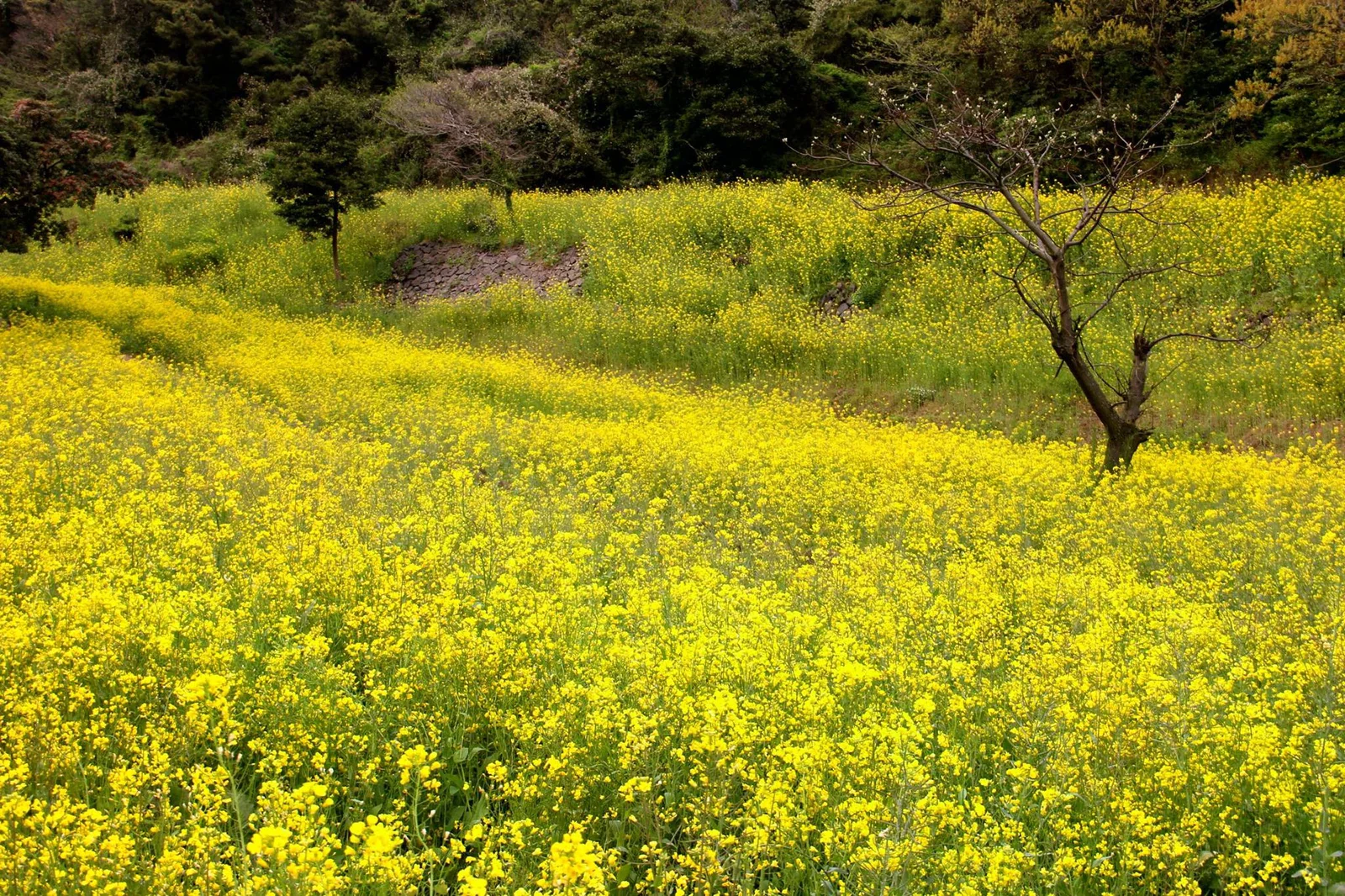 濟州島成片盛開的黃色油菜花與田邊樹木。