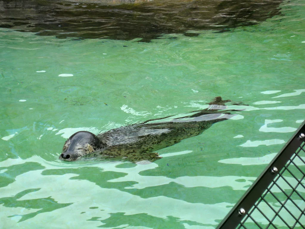 旭山動物園水槽邊的一隻海豹