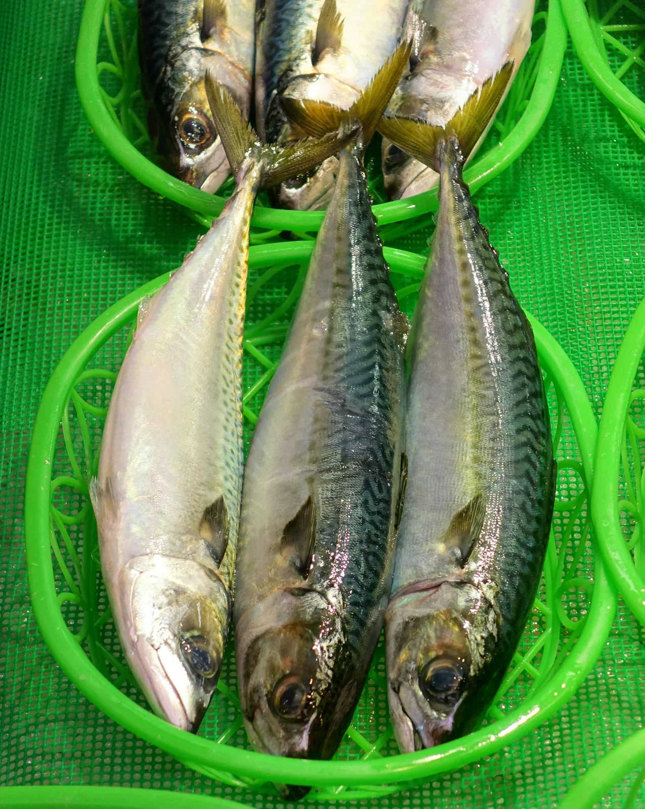 近江町市場綠色籃中的整魚